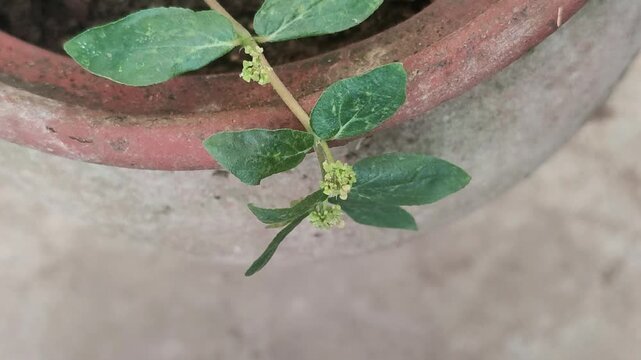 Euphorbia hirta or patikan kebo (pill-bearing spurge, asthma plant, hairy spurge, garden spurge, or pillpod sandman). This plant is often used as a medicinal herb.