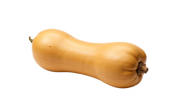 Butternut squash vegetable single whole ripe winter squash isolated on a transparent background for culinary and healthy eating designs