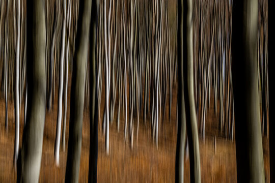 Painted by Motion: A Fine Art Study of Autumn Woodlands