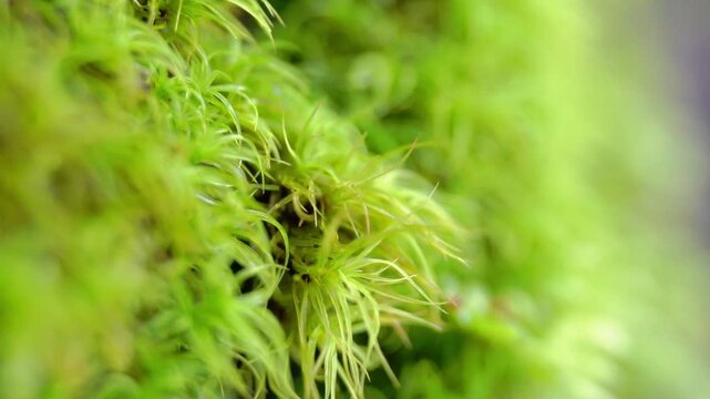 Campylopus introflexus (the heath star moss, tank moss). Individual plants measure 0.5&ndash;5 centimetres (0.20&ndash;1.97 in), with lanceolate leaves 4&ndash;6 mm