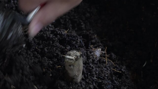 A close-up view of a hand holding a small hand shovel or trowel, digging and scooping dark, fertile organic soil filled with plant roots and dried leaves. A person's hand using a small trowel shovel t