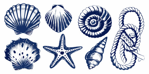 vector illustration set of marine shells starfish and rope © Tapan