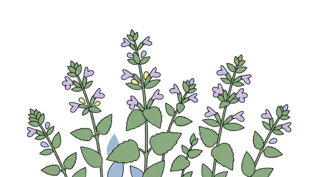 Catnip Herb Illustration with Flowers and Green Leaves.
