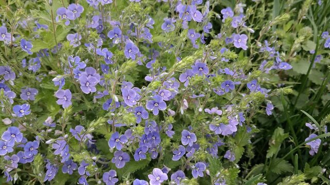 Wild Purple Speedwell Flowers Blooming in Green Meadow Background