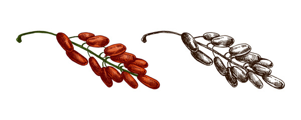 Hand drawn vintage set of barberry berry twigs in engraved botanical sketch illustration isolated natural collection style © Mariia Mazaeva