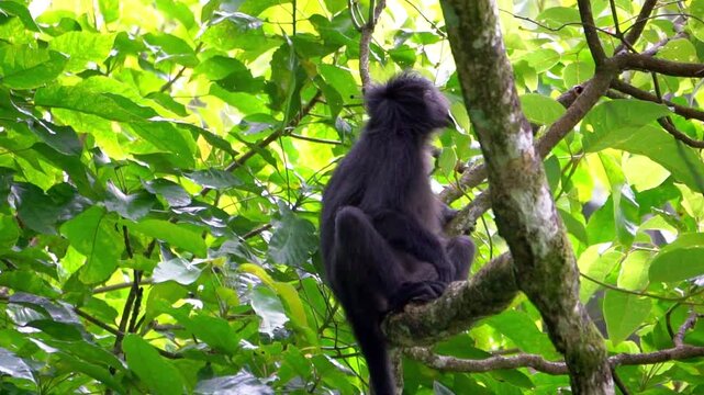 East Javan langur (Trachypithecus auratus), also known as the ebony lutung, Javan langur, Javan lutung on the tree.