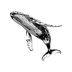 Vintage humpback whale illustration with wildlife creature underwater flippers blowhole migratory breaching detailed engraving illustration monochrome isolated background creative © JohnStock12