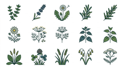 Collection of Botanical Illustrations of Various Herbs and Wildflowers. © MndlL