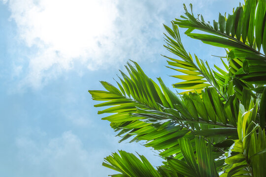 Palm Sunday background of green palm tree leaves branches looking up toward blue sky for summer holiday vacation, tropical plant nature resort  travel relaxation time
