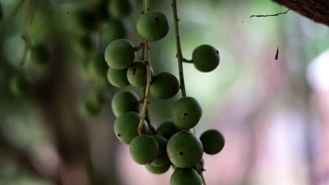 Close Up of Unripe Green Langsat Fruits Hanging on Tree Branch