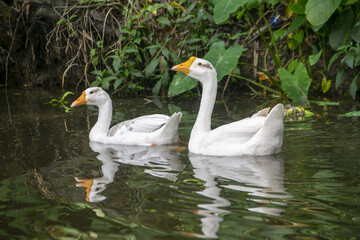 Obraz premium Two white geese swimming in murky water with lush green foliage reflected
