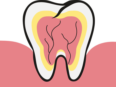 Human Tooth Anatomy Pulp Diagram Illustration