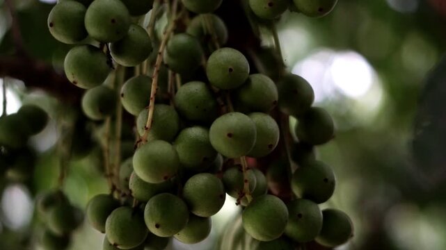 Close Up of Unripe Green Langsat Fruits Hanging on Tropical Tree Branch in Natural Garden