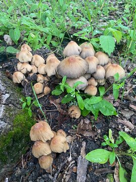 Group of wild coprinellus micaceus mushrooms growing on old mossy tree stump in green forest, mica cap fungus close up