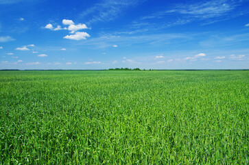 Fototapeta premium Green field and blue sky. Meadow landscape. Nature background