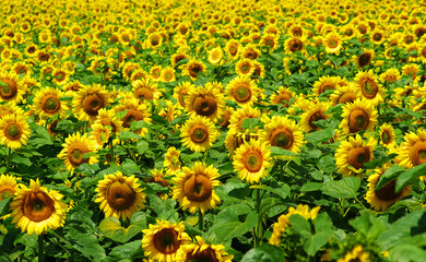 Fototapeta premium Sunflower field. Sunflowers on blurred sunny background