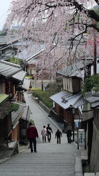 産寧坂の桜