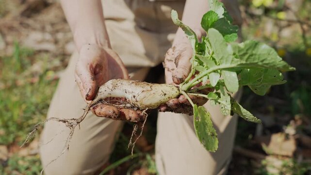 Female farmer holding freshly harvested daikon radish