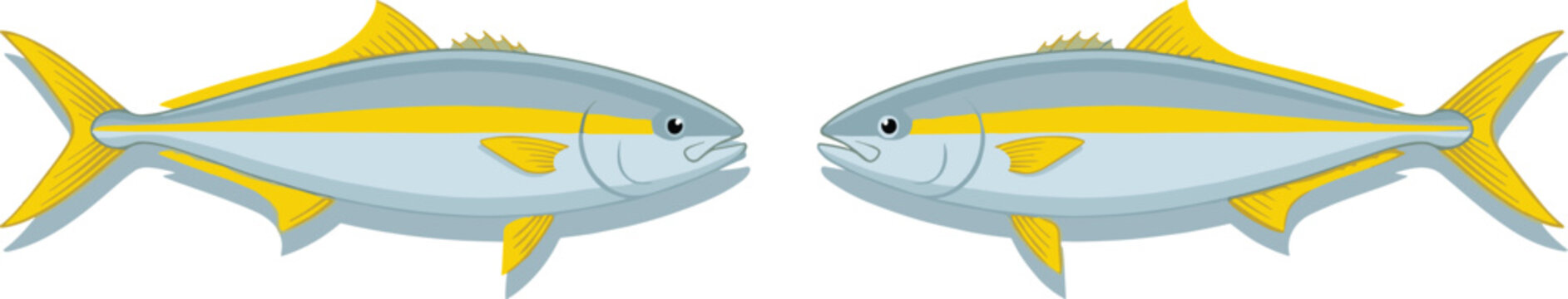 Yellowtail amberjack fish vector illustration set standing side view isolated on white background flat cartoon style marine animal design element clip art