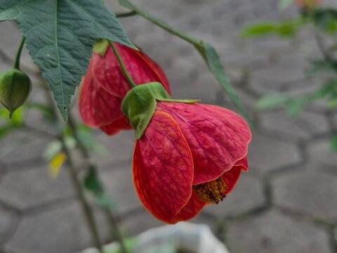 Beautiful Red Abutilon Chinese Lantern Flowers Hanging in the Garden