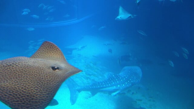 The Whale shark and school of various tropical fish swimming underwater. Close up shot of Rhincodon typus and Himantura leoparda. 4K 