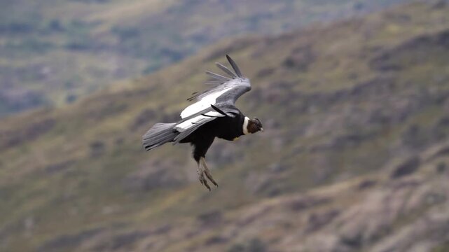 Majestic wild andean condor flying over mountains in slow motion