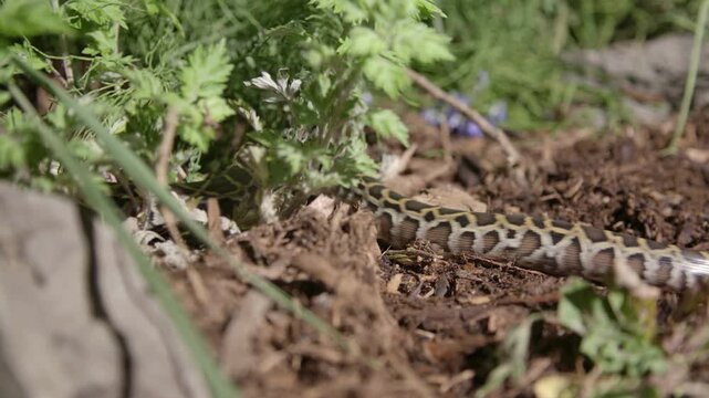 Wild burmese python crawling on the forest floor