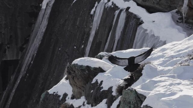 Wild majestic andean condor flying near snowy mountain rock cliffs
