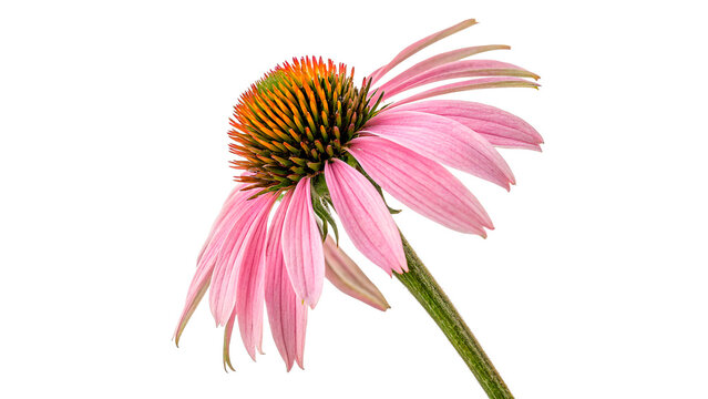 A beautiful blooming purple echinacea coneflower blossom showing soft detailed petals green stem isolated on transparent background
