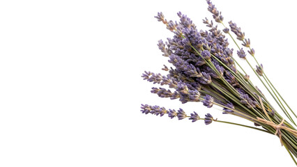 A neat bundle bouquet of dried purple lavender flowers plant botany aromatherapy wellness isolated on transparent background © Hanna