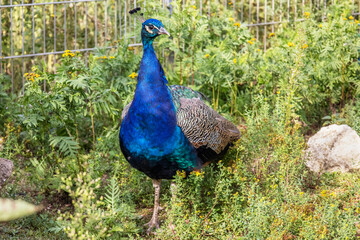 Obraz premium Beautiful Peacock Standing in Green Garden