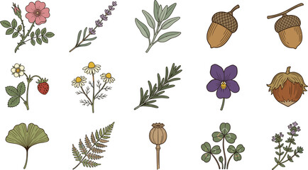 Hand Drawn Botanical Nature Elements Collection Featuring Wildflowers, Herbs, Leaves, Acorns, Ferns, Clover, and Forest Plants Vector Illustration Set © MstSuborna