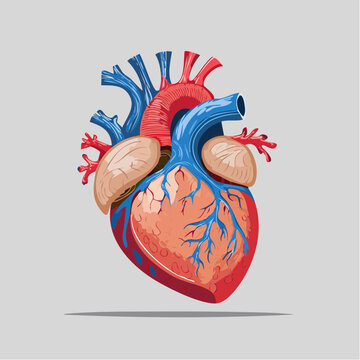 Stylized Illustration of a Human Heart