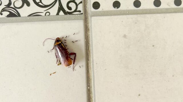 Dead cockroach on tiled bathroom wall surface