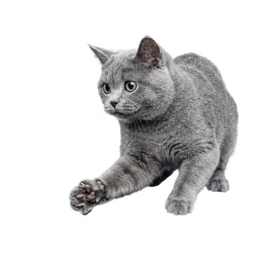 Playful British Shorthair cat in a dynamic pouncing pose, reaching out with its paw.