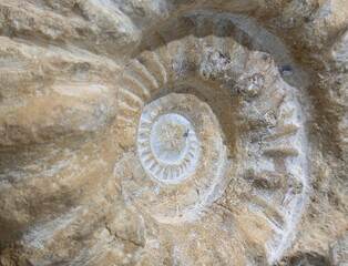 Ancient Ammonite Fossil Shell Geological Spiral © jonnysek