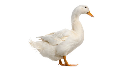 A domestic white goose bird standing gracefully side view profile facing forward farm livestock isolated on transparent background cut out © AAAstock2025