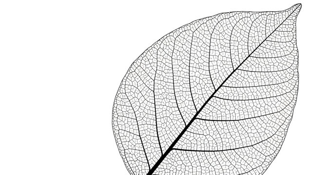 Leaf skeleton, black and white, vector illustration, botanical design element, nature icon