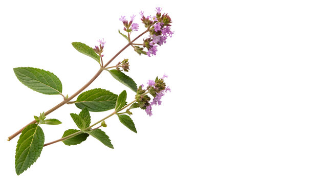 A branch of fresh green organic peppermint spearmint herbs blooming with purple flowers isolated on transparent background cut out