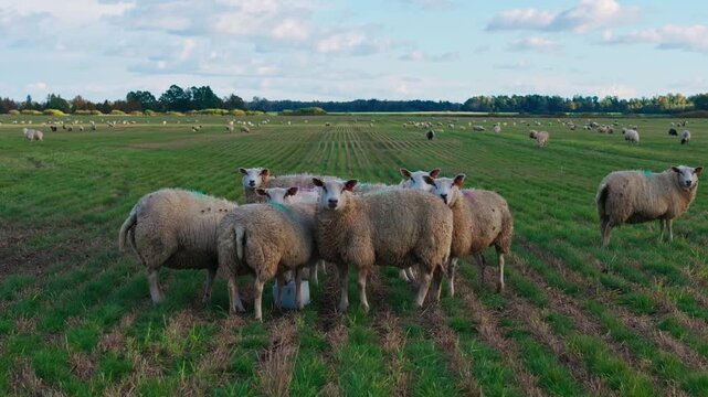 Drone rotates right, sheep grazing near mineral salt block across rural pasture