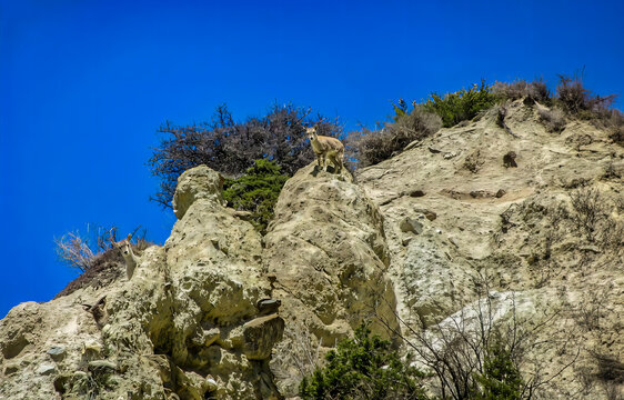 Wild Mountain Goats Standing on Rocky Cliff Under Deep Blue Sky.