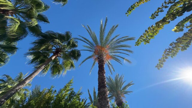 View from below of tall palm trees reaching skyward in daylight.
