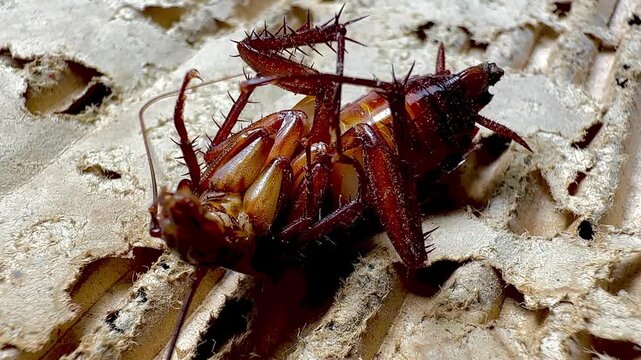 a dying cockroach lying face up on a dirty surface, revealing details of its legs, antennae, and body surface. This image raises questions about pest control, inf