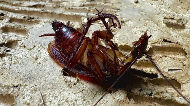 a dying cockroach lying face up on a dirty surface, revealing details of its legs, antennae, and body surface. This image raises questions about pest control, inf