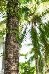 Fototapeta premium Palm tree trunk with green climbing plants against tropical fronds