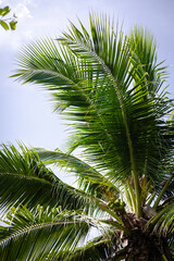 Naklejka premium Green palm fronds swaying against a bright blue sky