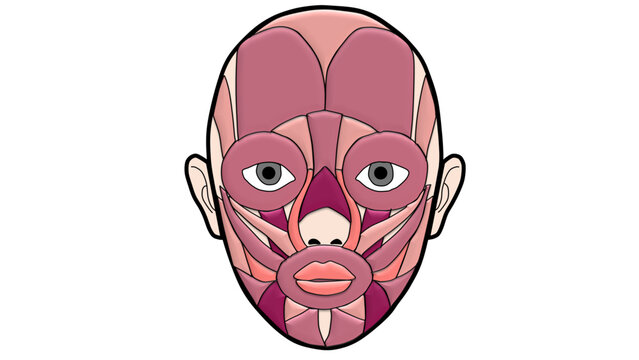 Human Facial Muscles Anatomy Illustration, Unlabeled Vector