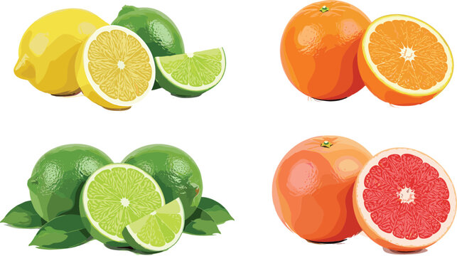 Citrus fruits collection with lemon, lime, orange and grapefruit slices, fresh juicy vitamin rich food set, realistic vector illustration