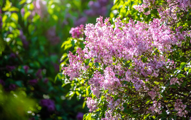 Fototapeta premium Pink lilac blooms in the Botanical garden 