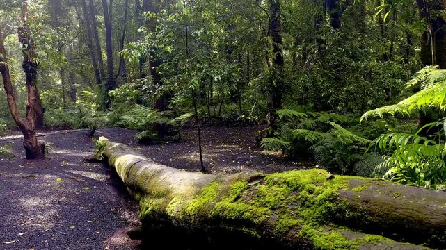 Curving forest pathway bordered by lush greenery